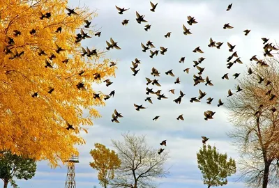 Птицы и звери в лесу осенью - 55 фото