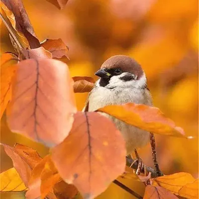 Осень птички (42 фото) - 42 фото