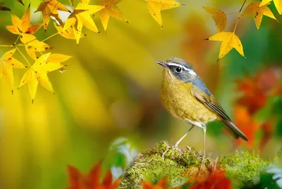 маленькая коричневая птичка осенью сидит на ветке, птица смотрит вниз с  ветки дерева, Hd фотография фото, птица фон картинки и Фото для бесплатной  загрузки