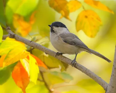 Птицы осенью вертикальное (36 фото) - красивые фото и картинки pofoto.club