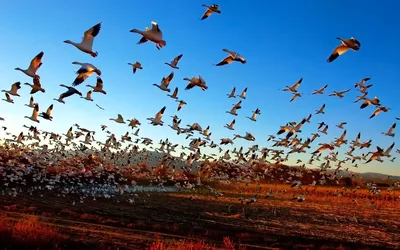 Какие птицы улетают осенью на Юг и где они будут зимовать? Осенняя миграция  перелетных птиц | ЛесоВитёк | Дзен