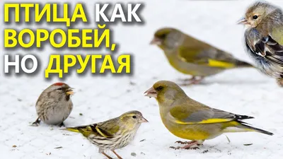 Все птицы отряда воробьиных - картинки и фото poknok.art