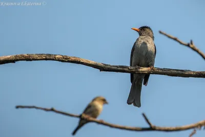 Каких птиц отряда воробьинообразных можно увидеть в Томске | ВКонтакте