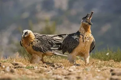 Хищные птицы-падальщики Казахстана