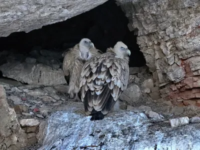 Хищные птицы-падальщики Казахстана