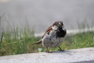 Птицы Пензенской области · iNaturalist
