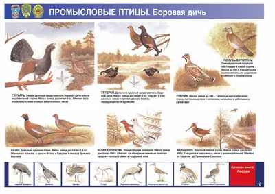 Очаги пастереллеза птиц выявили в трех районах Пензенской области |  ОБЩЕСТВО | АиФ Пенза