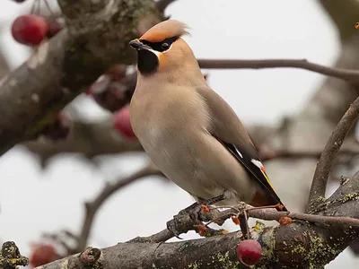 В акции «Международные Дни наблюдений птиц» могут принять участие жители Пензенской  области