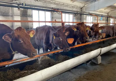 Как в Пензенской области обстоят дела с производством скота и птицы? |  АиФ-Пенза | Дзен