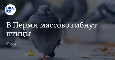 Лесные птицы Пермского края фото с названиями