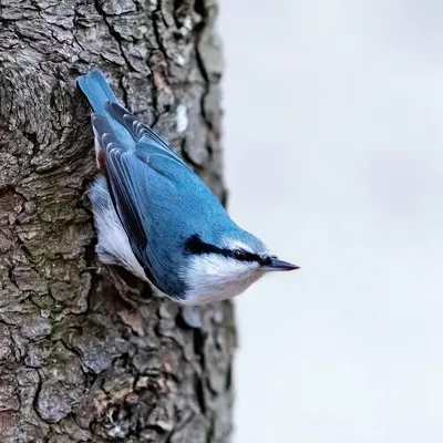 Птицы Пермского края/ Birds of Perm Region, Russia's Journal · iNaturalist