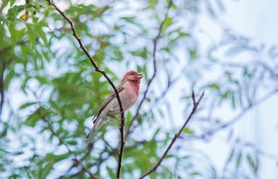 Птицы перми - 64 фото