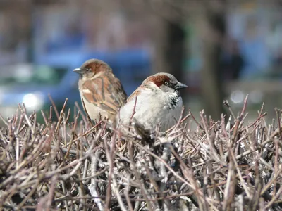 Какие птицы остаются в Перми на зимовку и чем их можно покормить - KP.RU