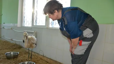 В зоопарке Казани появились новые питомцы - грифовые цесарки – KazanFirst