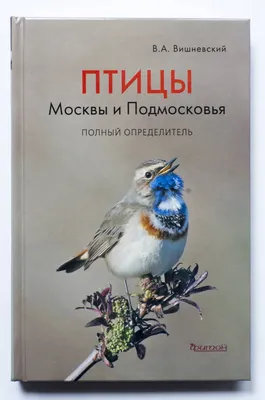 ТриУмф - Птицы Подмосковья. 1. Королек - самая маленькая... | Facebook
