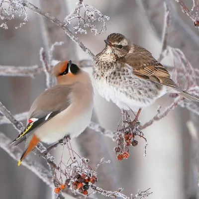 Птицы подмосковья зимой фото фото