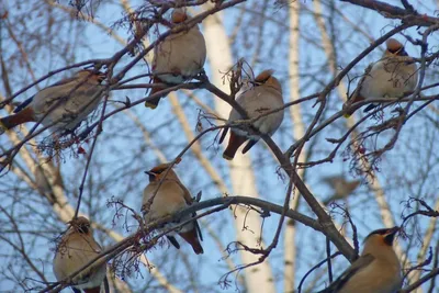 Топ-5 самых милых птиц Москвы и Подмосковья | Блог Плюса | Дзен