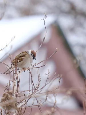 Птицы подмосковья зимой фото фото