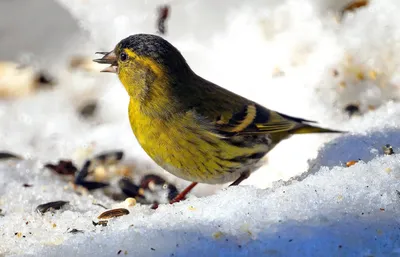 Специалист рассказал, каких подмосковных птиц не стоит подкармливать зимой