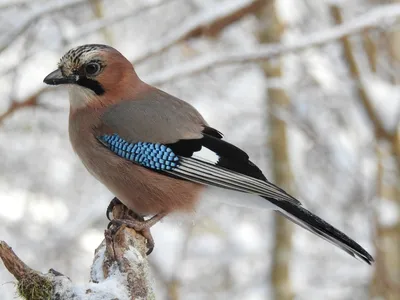 В подмосковные леса прилетели на зимовку яркие птицы