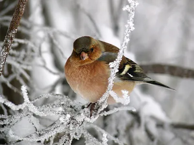 Синицу назвали самой распространенной зимующей птицей Подмосковья