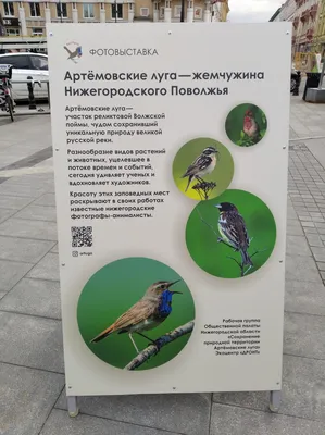Птицы в Артёмовских лугах