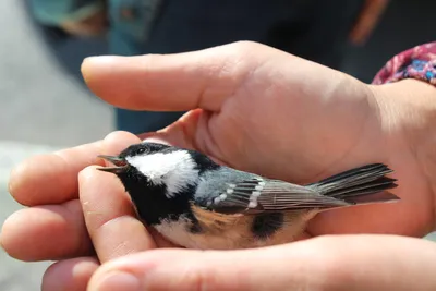 Проекты: Помогите спасти птиц от зеркальных окон!