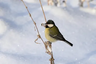 городские птицы | Wild Nature Photo