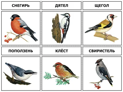 Птицы самарской области (36 лучших фото)