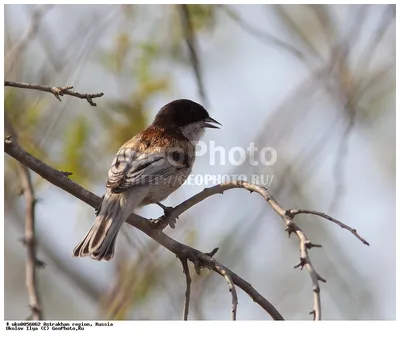 Мелкие птицы самарской области - 66 фото