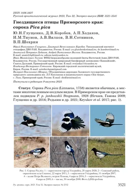 Птицы приморского края - 76 фото