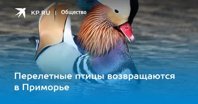 Фотографии птиц приморского края
