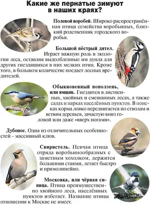 Птицы Приморья: хищники