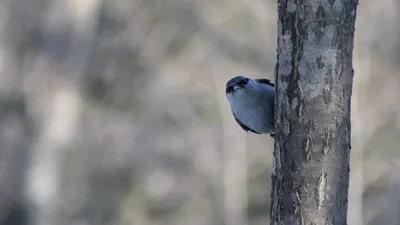 ГНЕЗДЯЩИЕСЯ ПТИЦЫ ПРИМОРСКОГО КРАЯ: КЛИНОХВОСТЫЙ СОРОКОПУТ LANIUS  SPHENOCERCUS