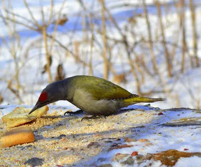 Краснокнижные птицы Приморского края (75 фото)