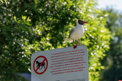 Псковичей просят не бросать в беде перебравших птиц