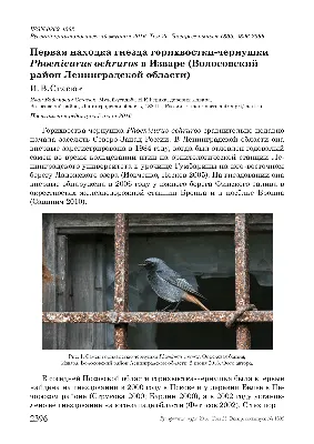 Птицы Псковской области - фото с названиями и описанием