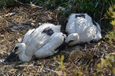 Случаев распространения высокопатогенного вируса птиц не зафиксировано в Псковской  области