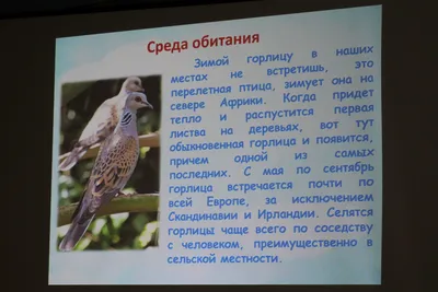 Породные куры. Содержание, разведение. Литературные заметки.: Водоплавающие  и обитающие около воды птицы Псковской области.