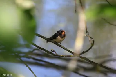 В Окском биосферном заповеднике встречают первых перелётных птиц