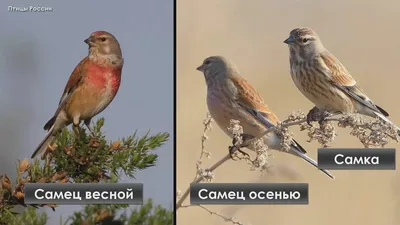Птицы Рязанской области - online presentation