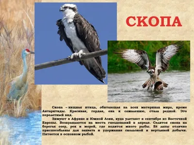 Хищные птицы рязанской области - 84 фото
