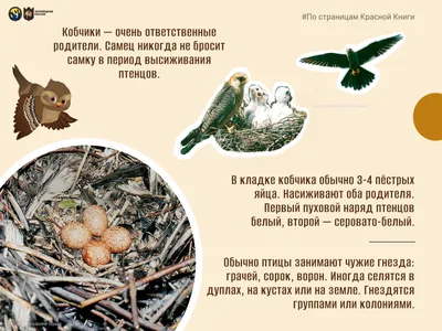 В Рязанской области стартовала акция “Покормите птиц!” | Рязанские ведомости