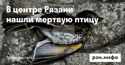 Страшнее коронавируса. В Рязани вновь нашли мертвых птиц — Новости — город  Рязань на городском сайте RZN.info