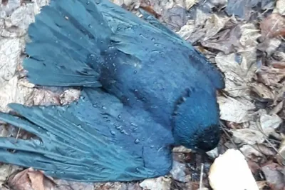 В центре Рязани нашли мертвую птицу — Новости — город Рязань на городском  сайте RZN.info