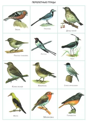 птицы россии книги - Поиск в Google | Птицы, Зоология, Природоведение
