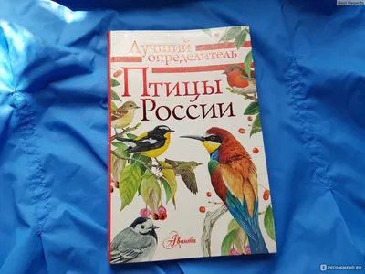 Самые популярные птицы России | Vell | Дзен