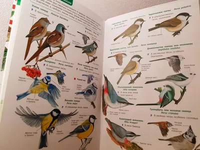 Каких пернатых Союз охраны птиц России выбирал птицами года? Инфографика |  Природа | Общество | Аргументы и Факты