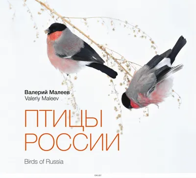 Демонстрационные картинки «Птицы России» - купить в интернет магазине