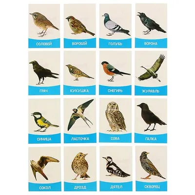 Птицы Дальнего Востока | Facebook